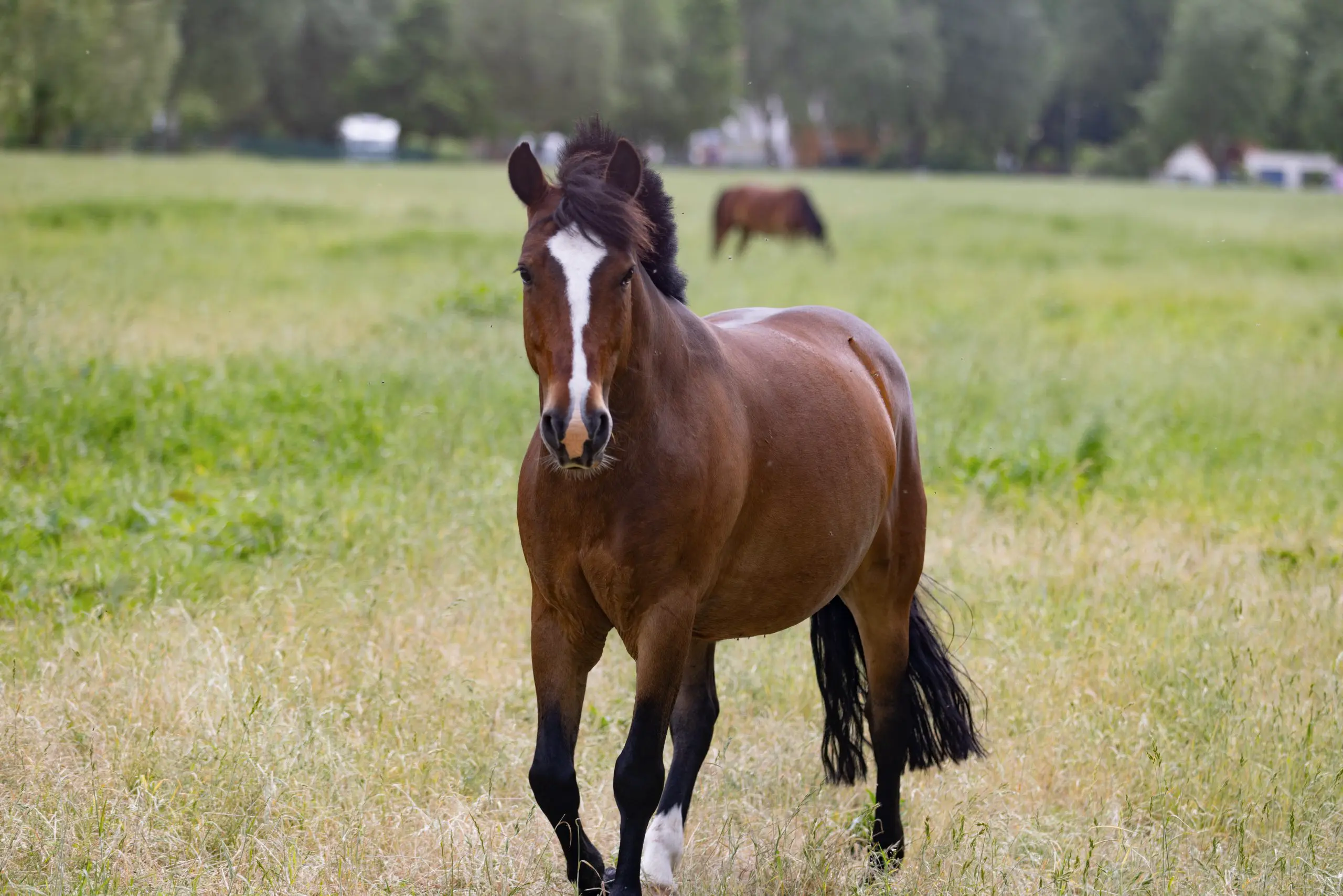 Braunes Pferd mit weißem Streifen auf grüner Wiese
