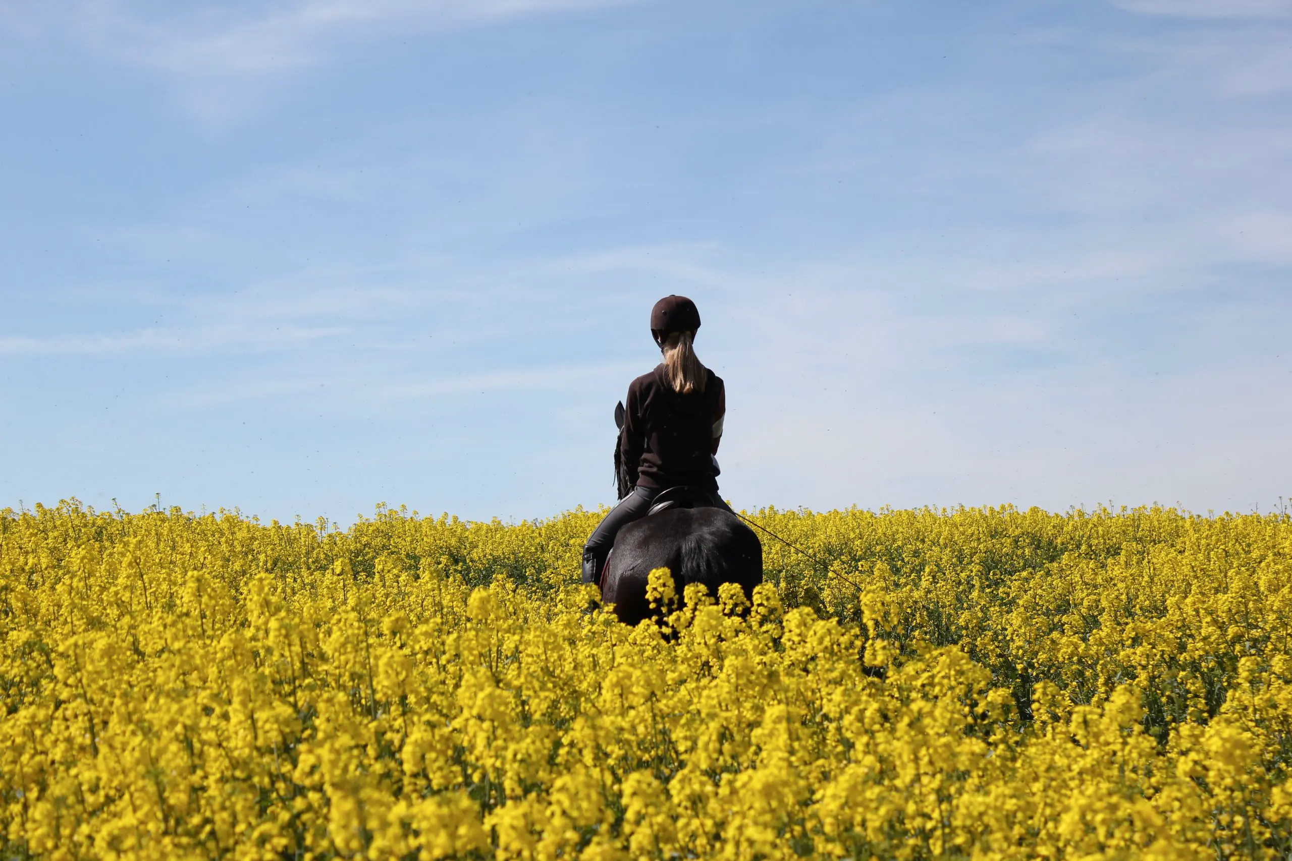 Reiterin auf schwarzem Pferd in blühendem Rapsfeld