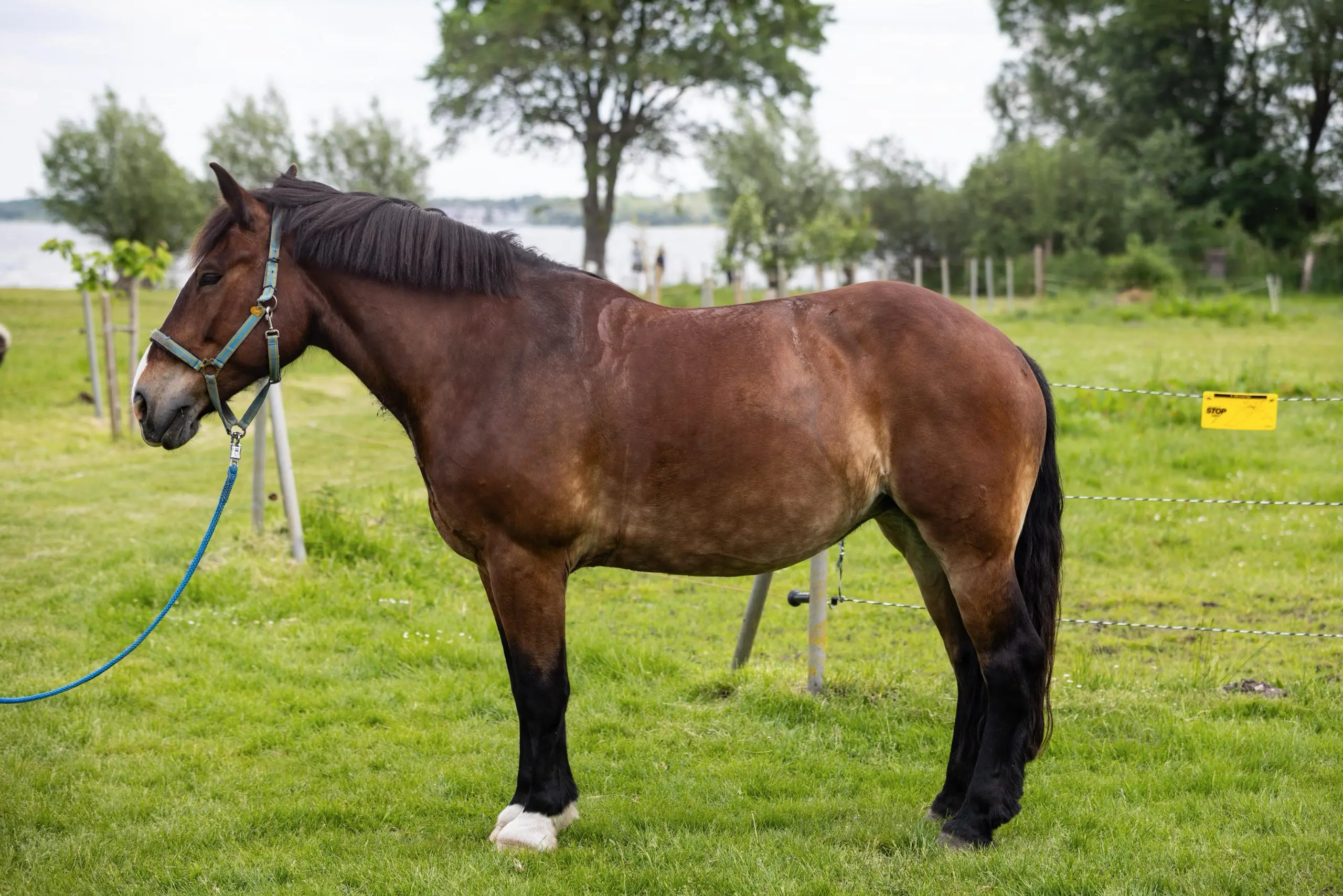 Braunes Pferd auf grünem Feld mit Bäumen im Hintergrund