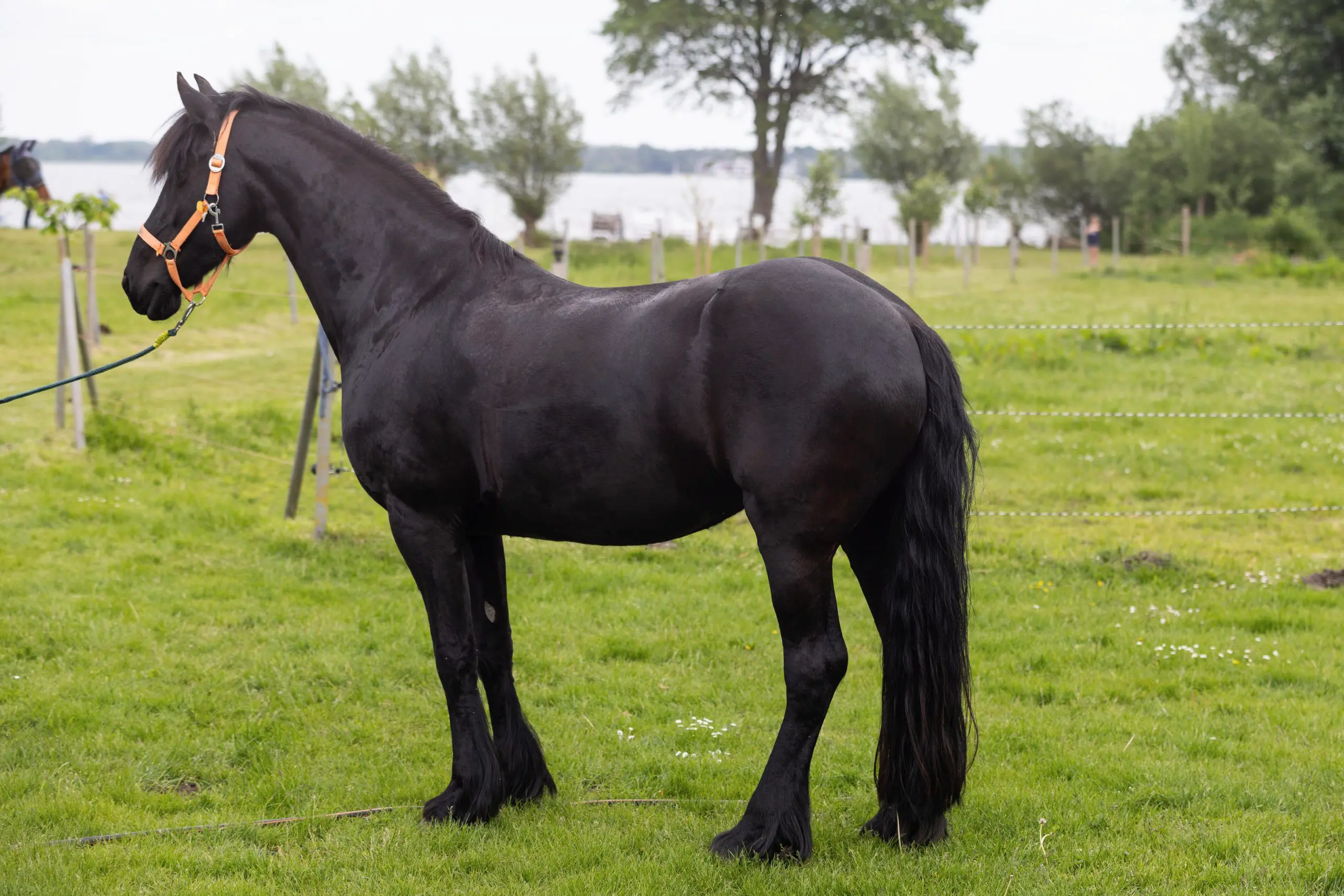 Schwarzes Friesepferd steht auf grüner Weide