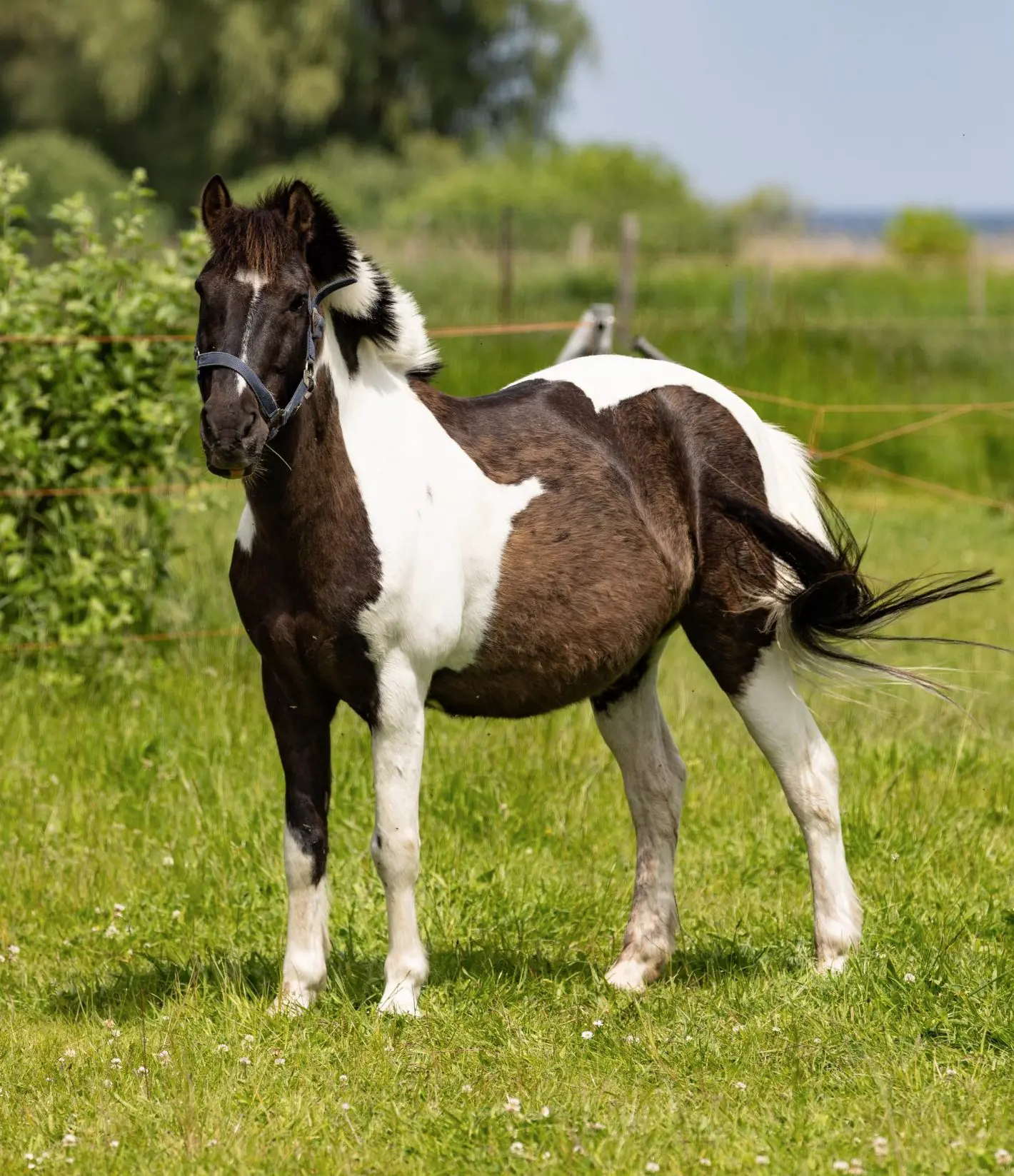 Braun-weißes Pony steht auf einer grünen Wiese