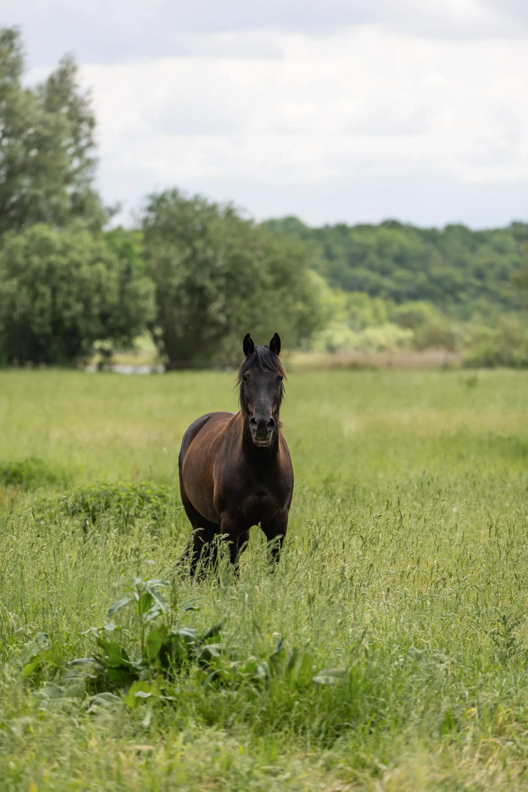 Braunes Pferd auf grüner Sommerwiese vor bewaldetem Hintergrund