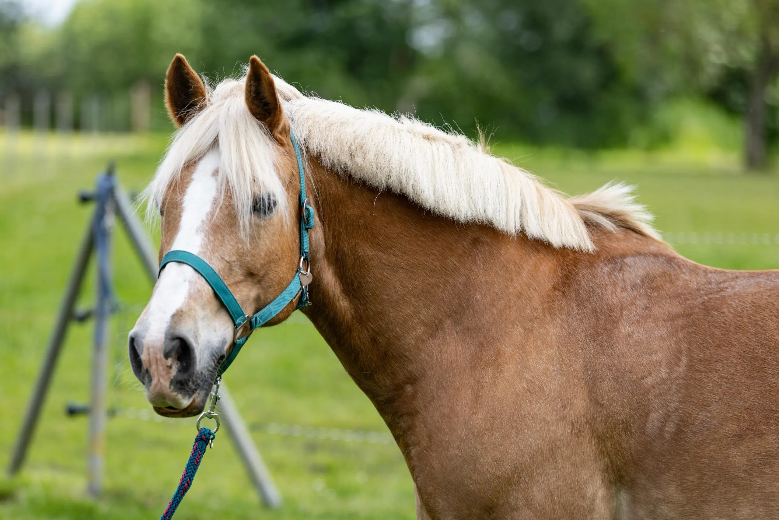 Braunes Pferd mit weißer Mähne auf einer grünen Wiese