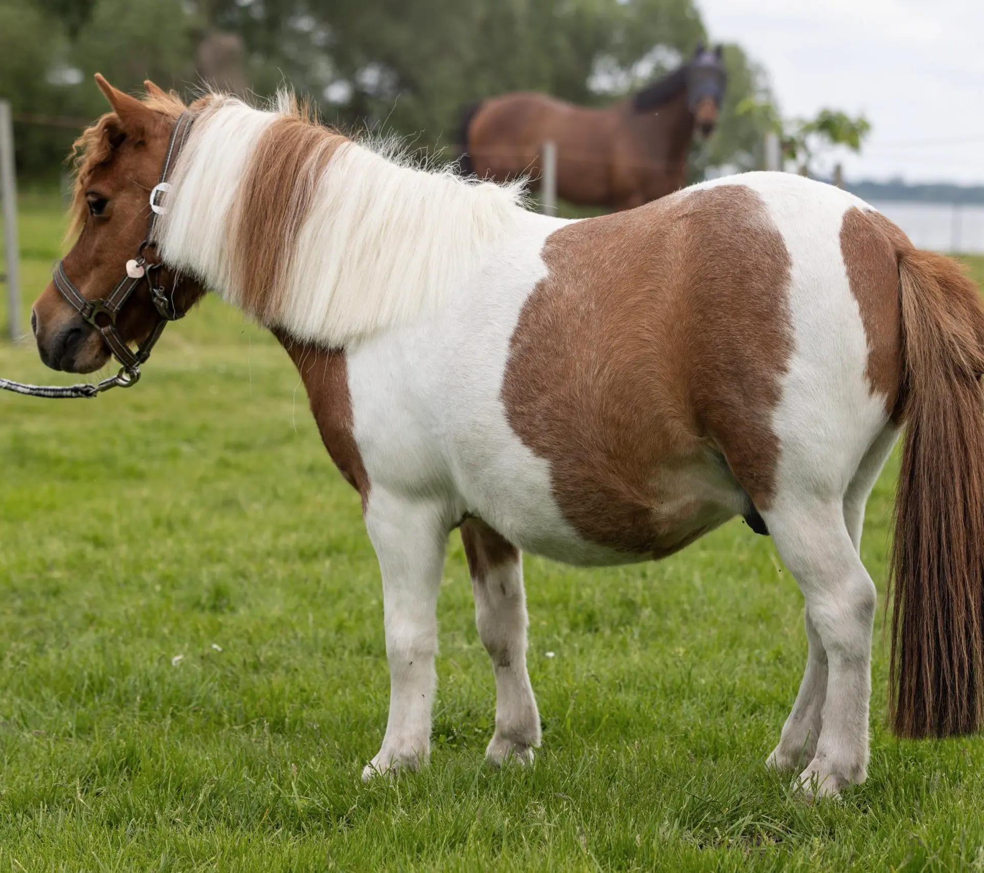 Braun-weißes Mini-Shetlandpony auf grüner Wiese im Profil