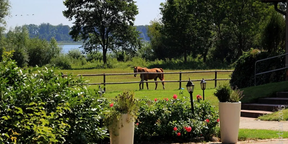 pferd auf den grünen Seewiesen am Müritzufer